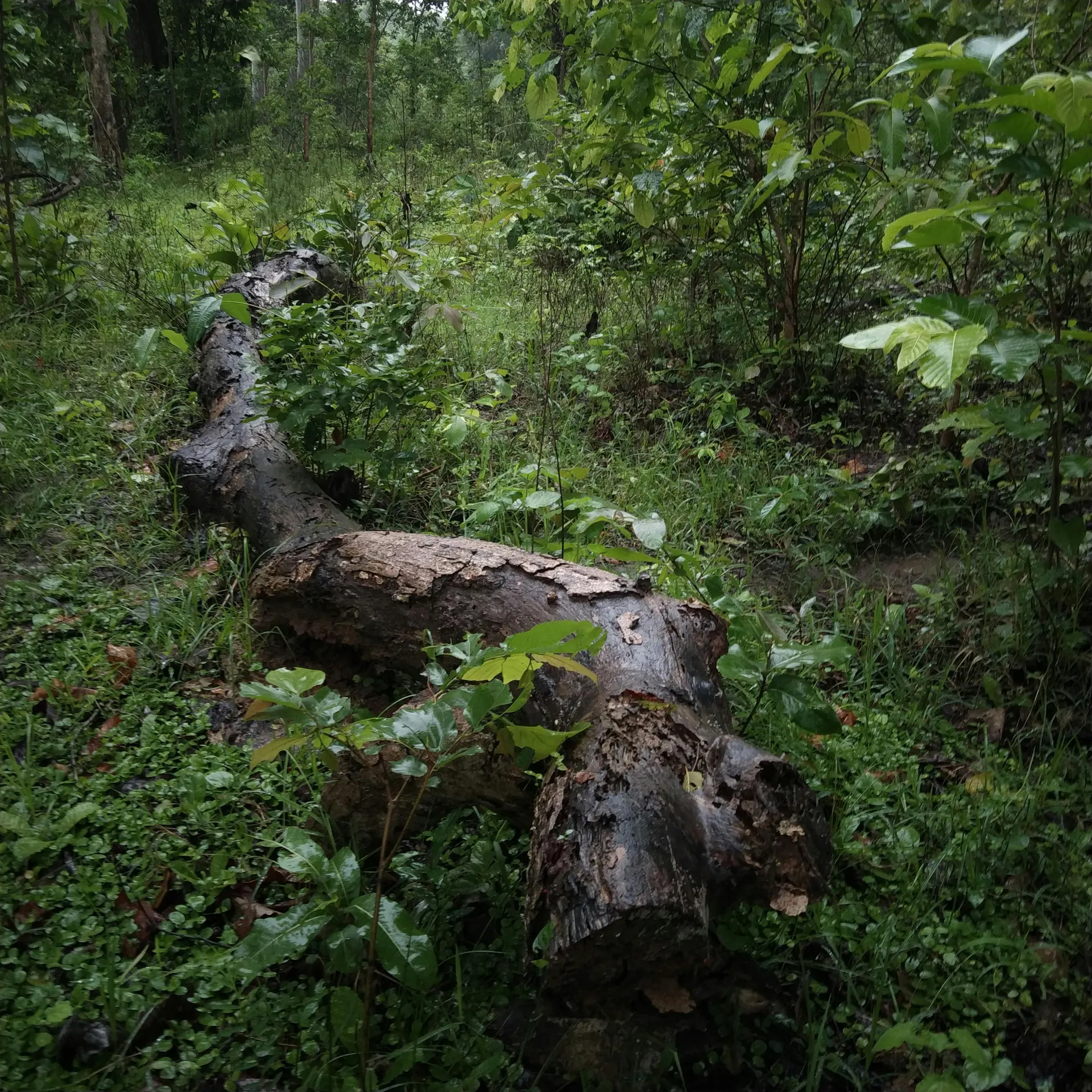 Mud-volcano island trail with tropical vegetation and dark earth textures